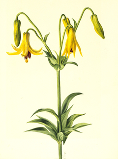 Canada Lily (Lilium canadense) by Mary Vaux Walcott