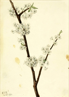 Chickasaw Plum (Prunus angustifolia) by Mary Vaux Walcott