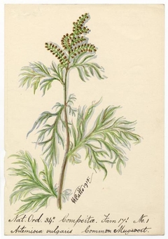 Common Mugwort (Artemisia vulgaris) - William Catto - ABDAG016165 by William Catto