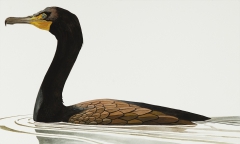 Cormorant study by David Caesar