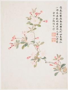 Crab-apple Blossom from a Flower Album of Ten Leaves by Xiang Shengmo