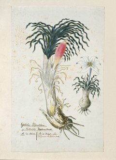 Gethyllis ciliaris met vrucht en een detailstudie van de bloem by Robert Jacob Gordon