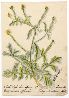 Hedge-mustard (sisymbrium officinale) - William Catto - ABDAG016238 by William Catto