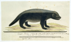Honingdas (Mellivora capensis) by Robert Jacob Gordon