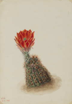 Lloyd's Strawberry Cactus (Echinocereus lloydii) by Mary Vaux Walcott