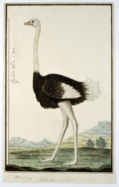 Mannetjesstruisvogel (Struthio camelus) by Robert Jacob Gordon