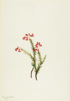 Pink Heather (Phyllodoce empetriformis) by Mary Vaux Walcott