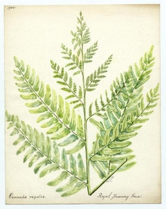 Royal flowering fern (Osmunda regalis) - William Catto - ABDAG016309 by William Catto