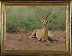 Rustende Grantgazelle by Wilhelm Kuhnert