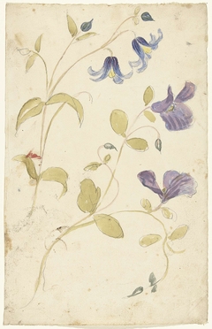 Studies of Purple and Blue Flowers by Elias van Nijmegen