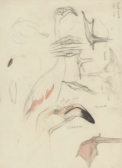 Studies van een flamingo by Theo van Hoytema