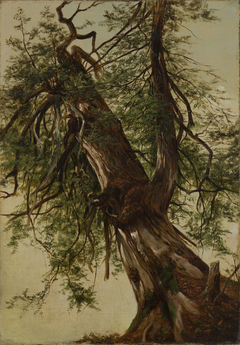 Study of a Cedar by David Johnson