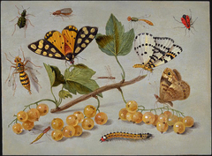 Study of Butterfly and Insects by Jan van Kessel