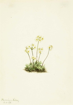 Sweet Androsace (Androsace carinata) by Mary Vaux Walcott