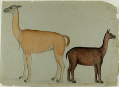 Two Llamas by anonymous painter