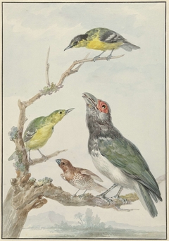 Vier verschillende vogels op een tak, waaronder een Muskaatvink (Lonchura punctulata) by Aert Schouman