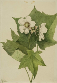 White Flowering Raspberry (Rubus parviflorus) by Mary Vaux Walcott