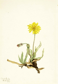 Woolly Agoseris (Agoseris villosa) by Mary Vaux Walcott