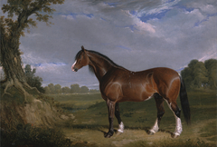 A Clydesdale Stallion by John Frederick Herring