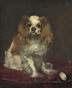 A King Charles Spaniel by Mateus Leitão