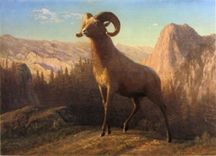 A Rocky Mountain Sheep, Ovis, Montana by Albert Bierstadt