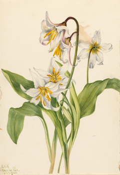 Avalanche Lily (Erythronium montanum) by Mary Vaux Walcott