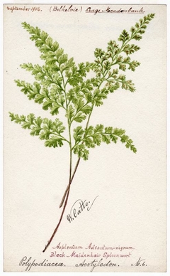 Black-Maidenhair Spleenwork (Polypodiacea Acotyledon No. 6)  - William Catto - ABDAG004210 by William Catto