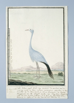 Blauwe kraanvogel (Anthropoides paradisea) by Robert Jacob Gordon