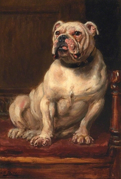 Bulldog by Anonymous