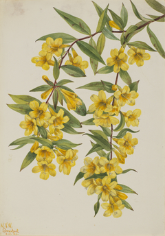 Carolina Jessamine (Gelsemium sempervirens) by Mary Vaux Walcott