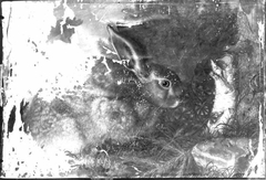 Ein Hase by Franz Rösel von Rosenhof