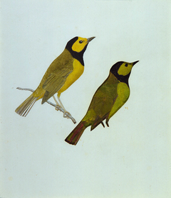 Hooded Warblers, study for book Concealing Coloration in the Animal Kingdom by Gladys Thayer