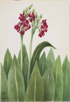 Primrose (Primula parryi) by Mary Vaux Walcott