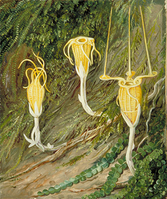 Singular Plants of the Dark Forests of Singapore and Borneo by Marianne North