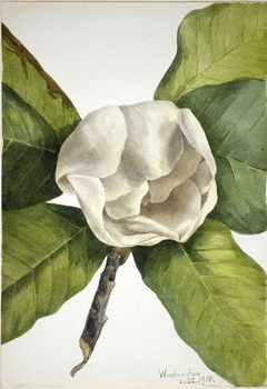 Southern Magnolia (Magnolia grandiflora) by Mary Vaux Walcott