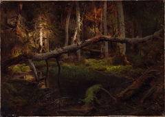 Study of a Decaying Wood by August Cappelen