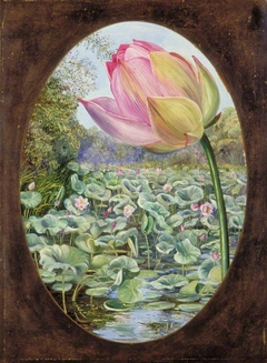 The Sacred Lotus or Pudma by Marianne North