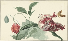 Tulip and a Poppy by Unknown Artist
