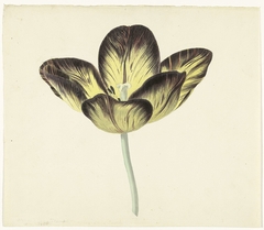 Tulp genaamd Bizard Egiptienne by Cornelis van Noorde