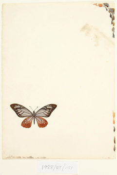 Untitled (Butterfly) by Vivian Smith