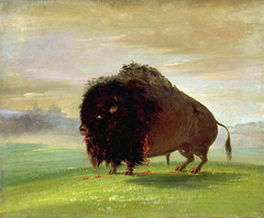 Wounded Buffalo, Strewing His Blood over the Prairies by George Catlin